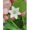 Maule’s Red Hot Chili - Čili Seme (Capsicum annuum) | 2,50 €