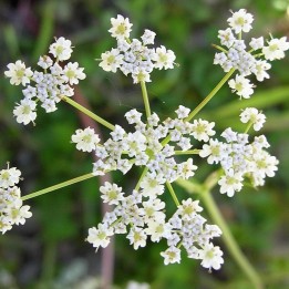 Herb Caraway Seeds (Carum carvi) - 258.037065
