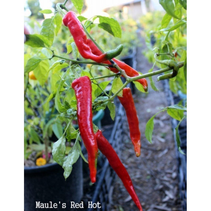 Σπόροι Τσίλι πιπέρι Maule’s Red (Capsicum annuum) | 2,50 €