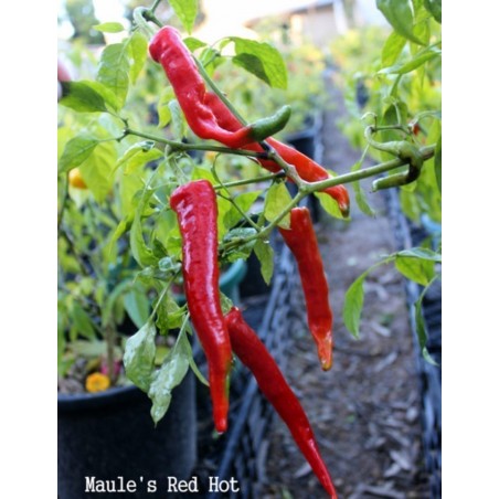 Semi di Peperoncino Maule's red - Il “Dito di signora” (Capsicum annuum) | 2,50 €