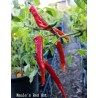 Σπόροι Τσίλι πιπέρι Maule’s Red (Capsicum annuum) | 2,50 €