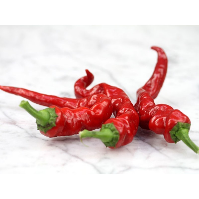 Graines de Piment Maules Rouge (Capsicum annuum) | 2,50 €