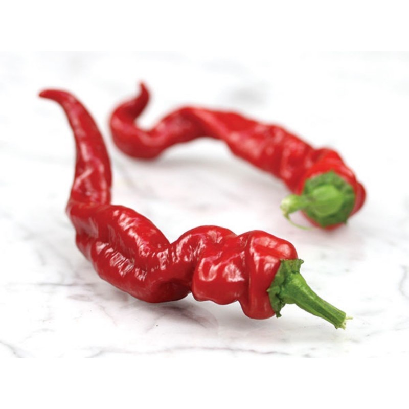 Σπόροι Τσίλι πιπέρι Maule’s Red (Capsicum annuum) | 2,50 €