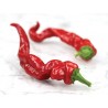 Σπόροι Τσίλι πιπέρι Maule’s Red (Capsicum annuum) | 2,50 €