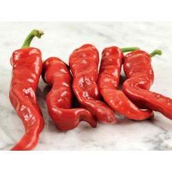 Price: €2.5 - Sementas de Pimenta Maule's Red (Capsicum annuum) - 