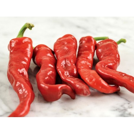 Semillas de Pimiento Maule's Red (Capsicum annuum) | 2,50 €