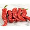 Graines de Piment Maules Rouge (Capsicum annuum) | 2,50 €