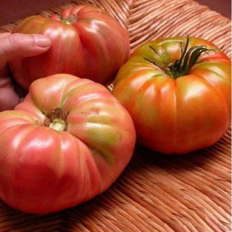 Price: €1.95 - Semillas de tomate Pantano Romanesco -