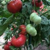 Price: €1.95 - Semillas de tomate Pantano Romanesco - 
