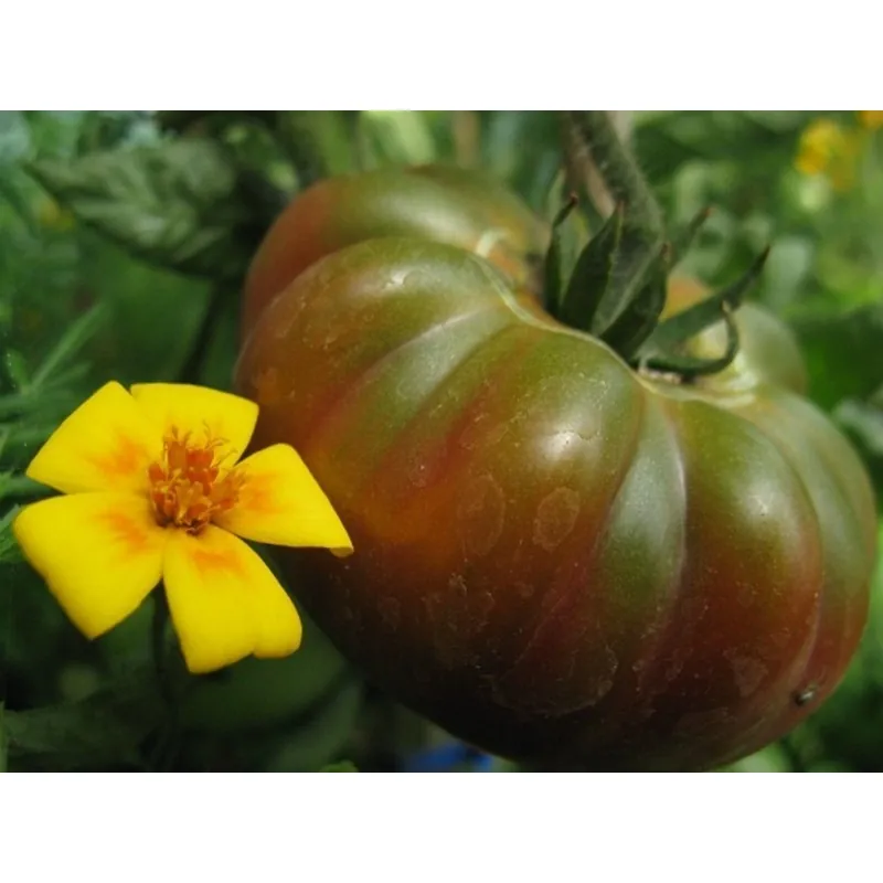 Semillas de tomate Pantano Romanesco