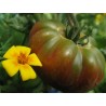 Price: €1.95 - Semillas de tomate Pantano Romanesco - 