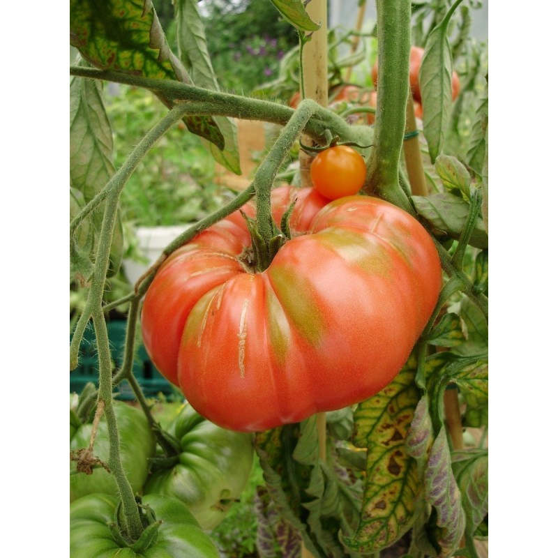 Pantano Romanesco Tomaten Samen