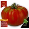 Pantano Romanesco Tomaten Samen