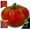 Price: €1.95 - Semillas de tomate Pantano Romanesco - 