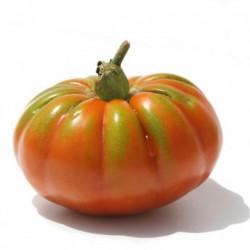 Price: €1.95 - Sementes de Tomate Pantano Romanesco - 