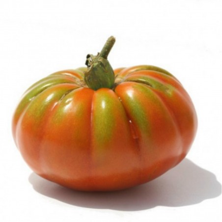 Price: €1.95 - Semillas de tomate Pantano Romanesco -