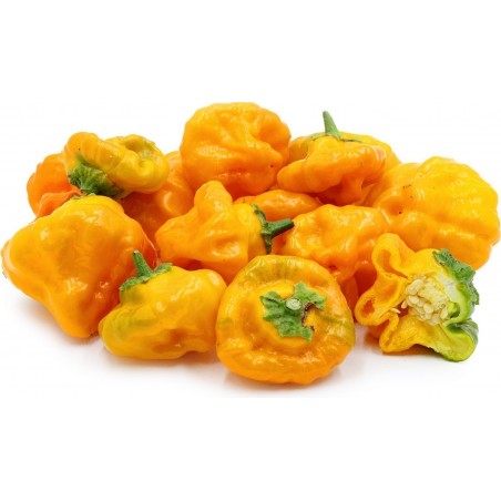 Price: €2.25 - Graines de Piments Chili Red Cap Mushroom - Rouge et Jaune -