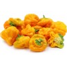 Price: €2.25 - Graines de Piments Chili Red Cap Mushroom - Rouge et Jaune - 