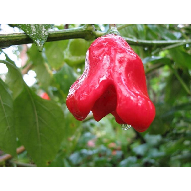 Price: €2.25 - Red Cap Mushroom Chili – Rote oder Gelb Pilzform Chiii Samen - 