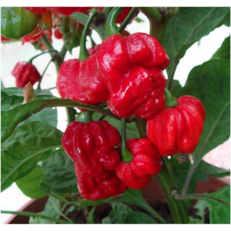 Price: €2.25 - Graines de Piments Chili Red Cap Mushroom - Rouge et Jaune - 