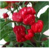 Price: €2.25 - Graines de Piments Chili Red Cap Mushroom - Rouge et Jaune - 