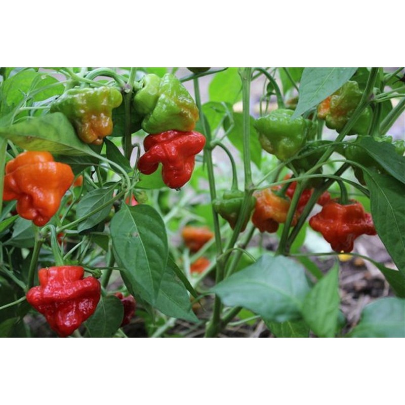 Price: €2.25 - Semi di Peperoncino Red Cap Mushroom - Rosso e Giallo - 