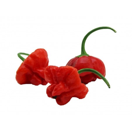 Price: €2.25 - Semi di Peperoncino Red Cap Mushroom - Rosso e Giallo -