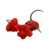 Price: €2.25 - Graines de Piments Chili Red Cap Mushroom - Rouge et Jaune - 