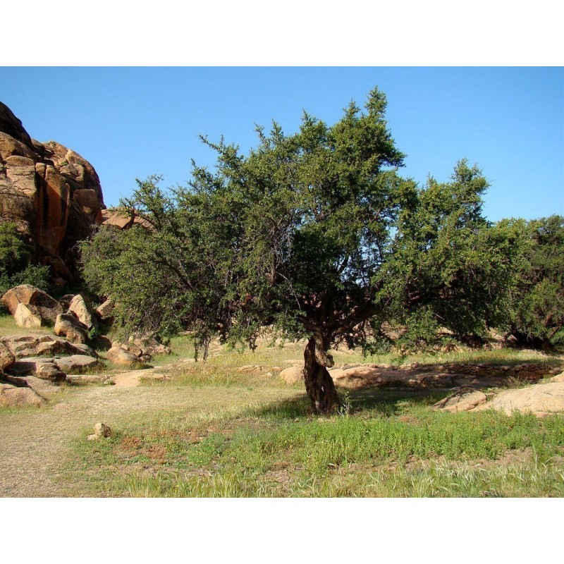 Semi Di Argan (Argania spinosa) | 3,95 €