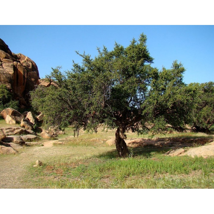 Argan seeds (Argania spinosa) - 3.555