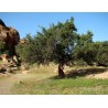 Semi Di Argan (Argania spinosa) | 3,95 €