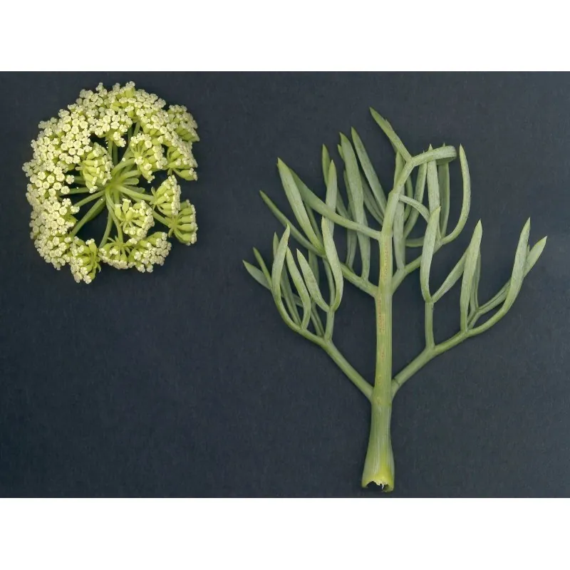 Semillas de Hinojo marino, o perejil marino (Crithmum maritimum)