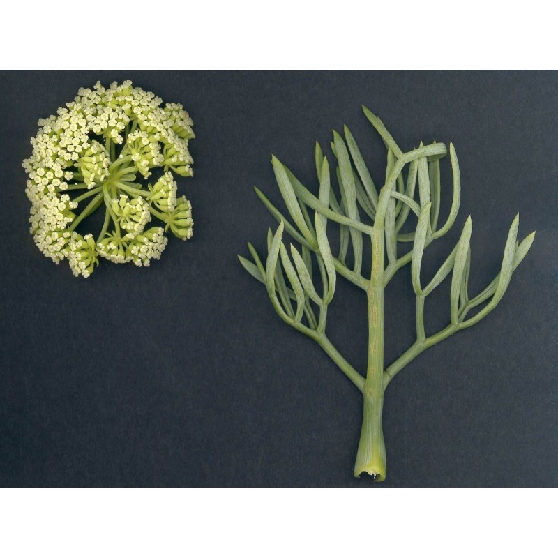 Strandsilja Saltmärke Fröer (Crithmum maritimum) | 2,45 €