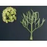 Motar Seme - Morski komorac (Crithmum maritimum)