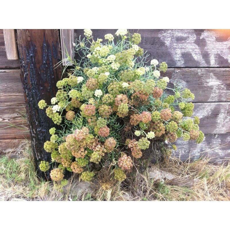 Meerfenchel Samen (Crithmum maritimum) | 2,45 €