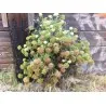 Semillas de Hinojo marino, o perejil marino (Crithmum maritimum)