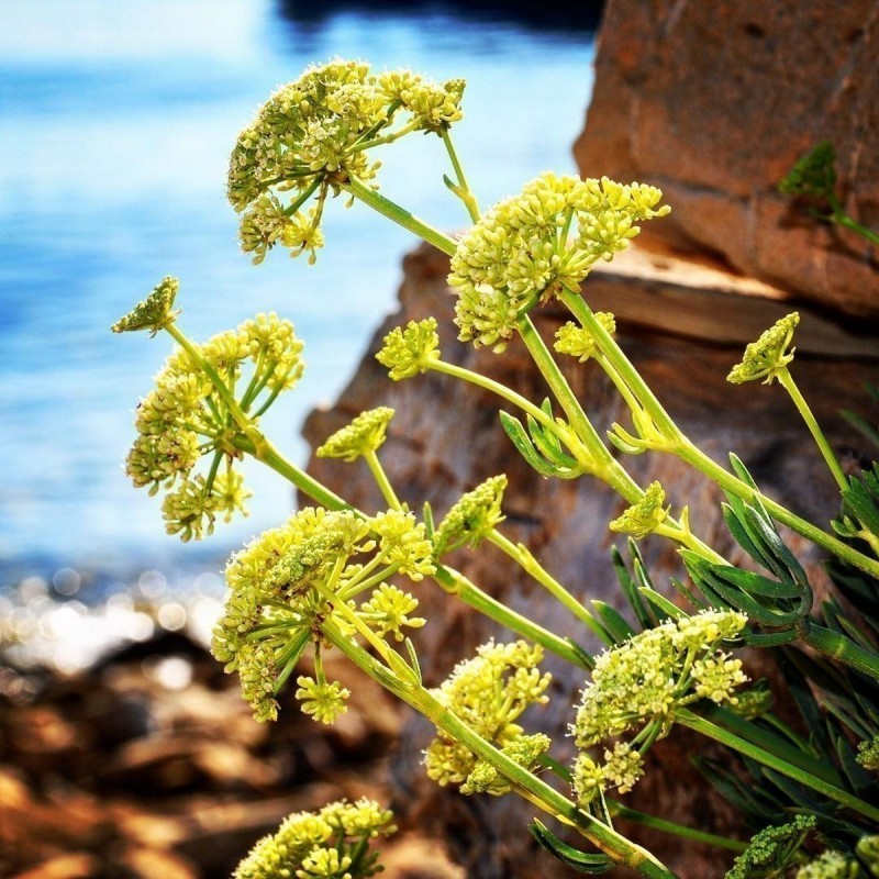 Meerfenchel Samen (Crithmum maritimum) | 2,45 €