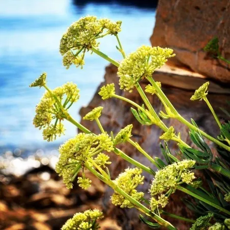 Semillas de Hinojo marino, o perejil marino (Crithmum maritimum)