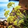 Semillas de Hinojo marino, o perejil marino (Crithmum maritimum)