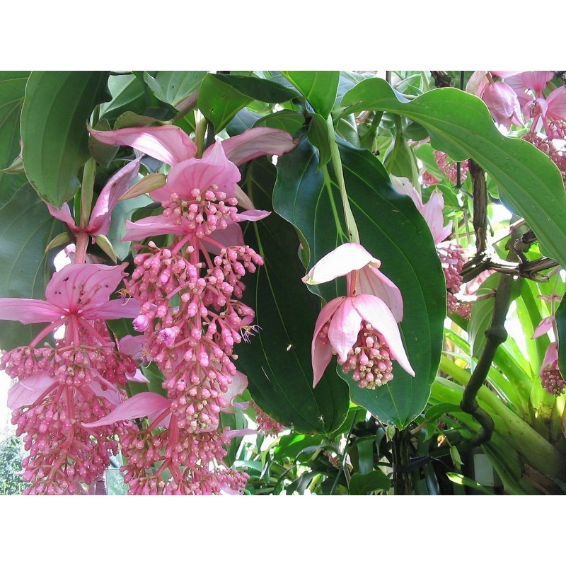 Price: €4.5 - Semillas de Medinila (Medinilla magnifica) - 