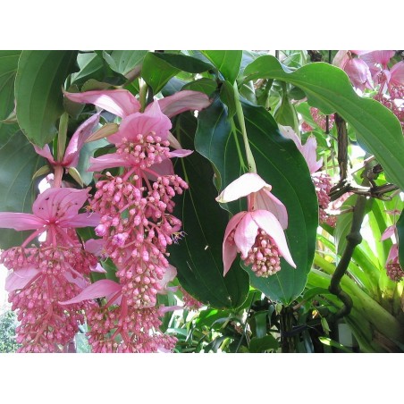 Price: €4.5 - Semillas de Medinila (Medinilla magnifica) -