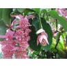 Price: €4.5 - Semillas de Medinila (Medinilla magnifica) - 