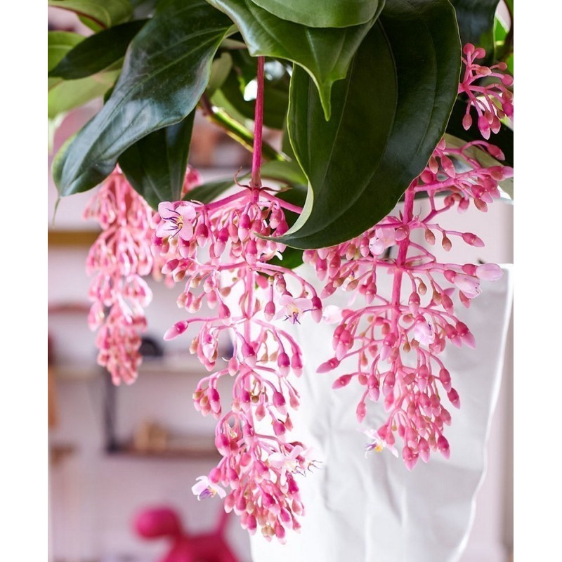 Price: €4.5 - Medinillen Samen (Medinilla magnifica) - 