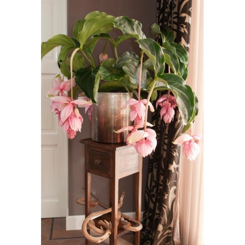 Price: €4.5 - Semillas de Medinila (Medinilla magnifica) - 