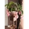 Price: €4.5 - Semi di Uva Rosa (Medinilla magnifica) - 