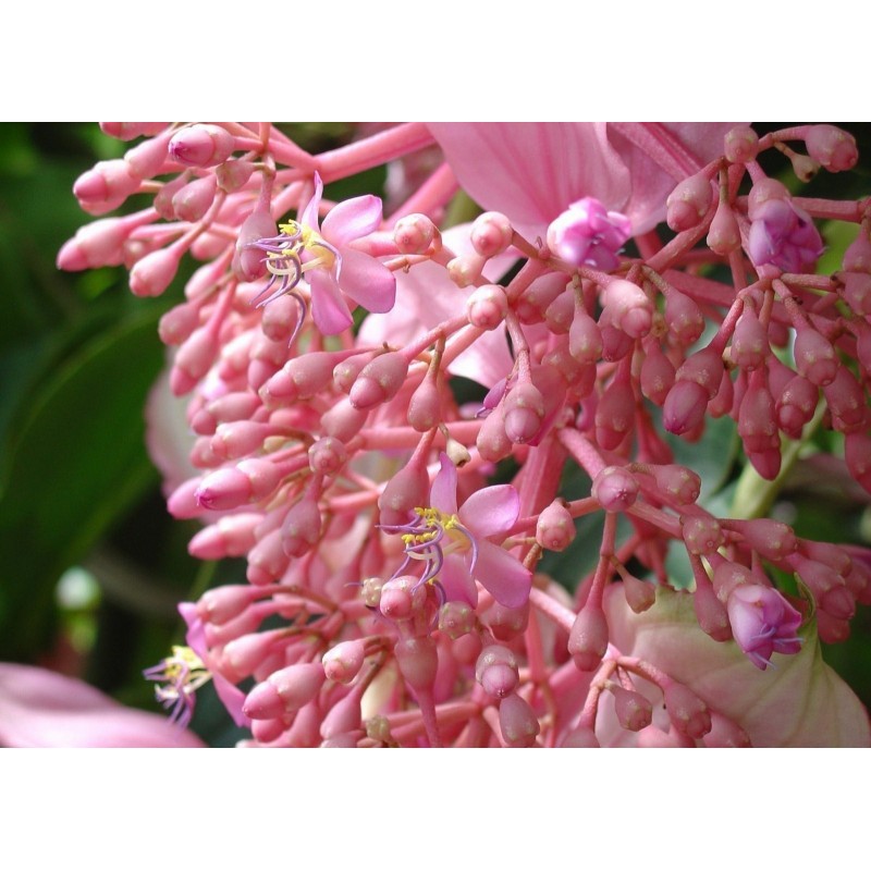 Price: €4.5 - Semi di Uva Rosa (Medinilla magnifica) - 