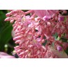 Price: €4.5 - Semi di Uva Rosa (Medinilla magnifica) - 