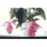 Price: €4.5 - Semi di Uva Rosa (Medinilla magnifica) - 