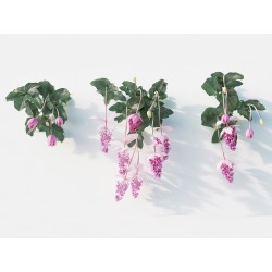 Price: €4.5 - Sementes de Medinila ou Uva Rosa (Medinilla magnifica) - 
