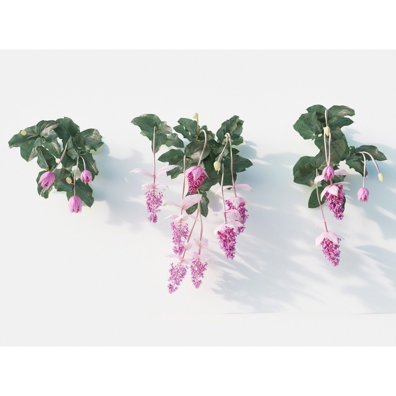 Price: €4.5 - Semillas de Medinila (Medinilla magnifica) - 